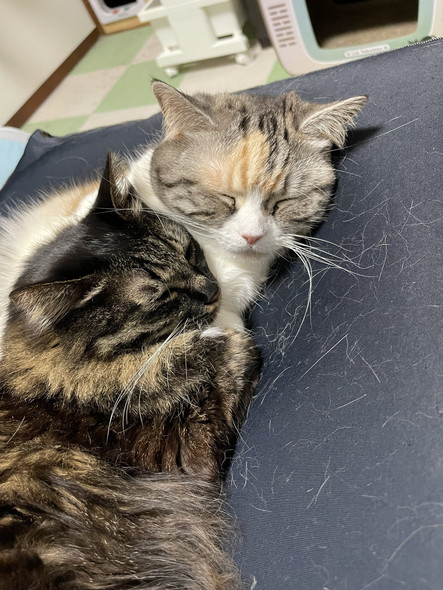 たぬきのような猫を保護