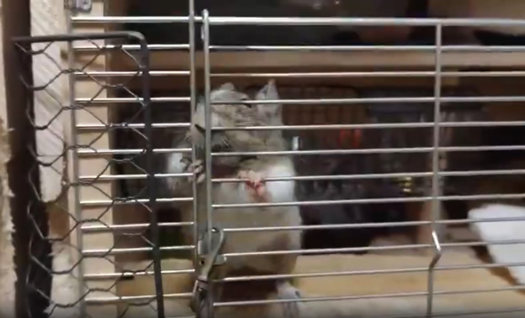 デグー ケージ 扉 開ける 動き おもしろ 開け方 人間