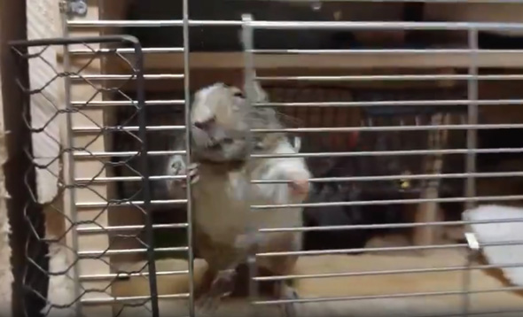 デグー ケージ 扉 開ける 動き おもしろ 開け方 人間