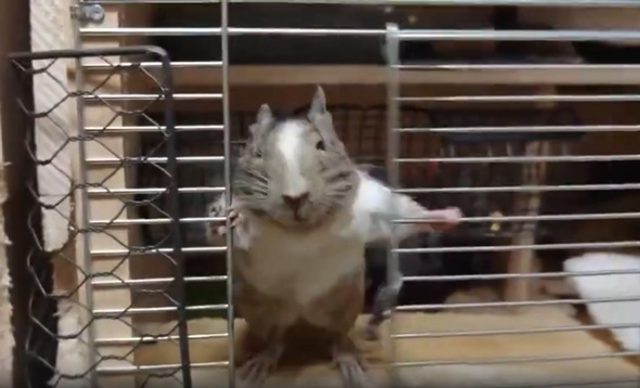 デグー ケージ 扉 開ける 動き おもしろ 開け方 人間