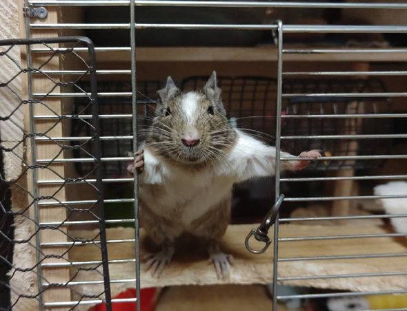 デグー ケージ 扉 開ける 動き おもしろ 開け方 人間