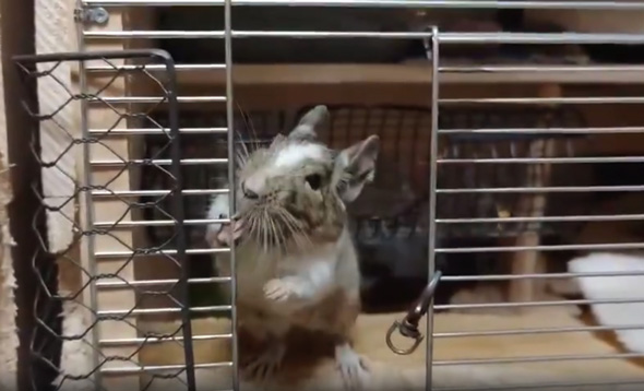 デグー ケージ 扉 開ける 動き おもしろ 開け方 人間