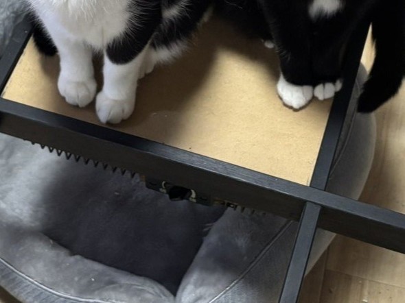 こたつが無くなったテーブルに登っている猫の表情を捉えた様子