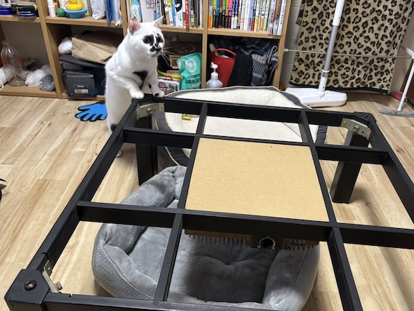 こたつが無くなったテーブルに登っている猫の様子