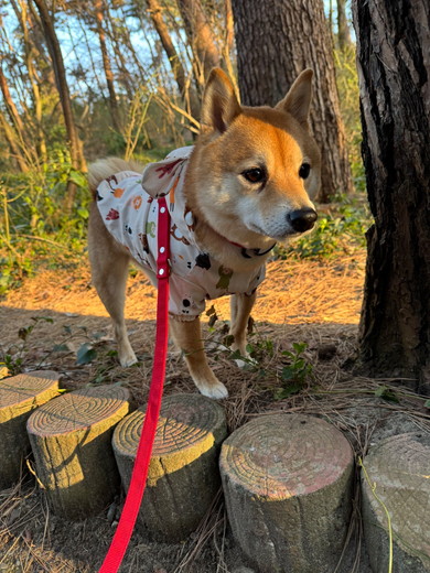 木の陰に隠れる柴犬