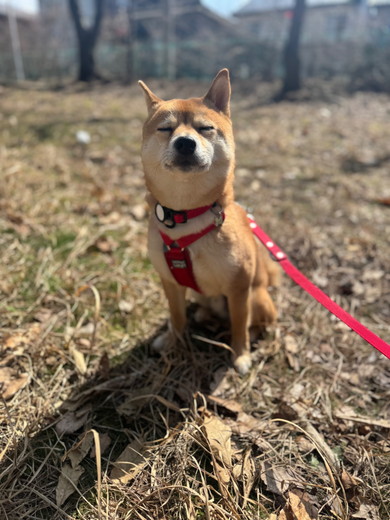 お散歩中の柴犬