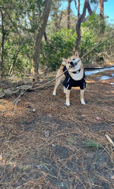 枝をくわえる柴犬