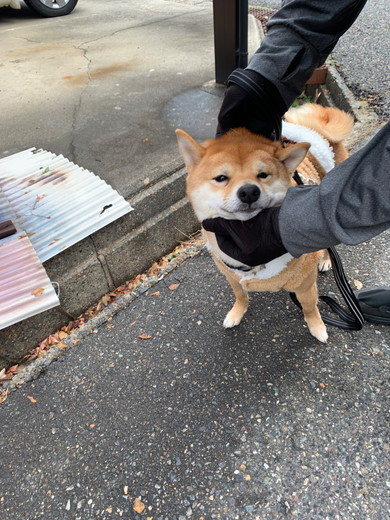 なでられる柴犬