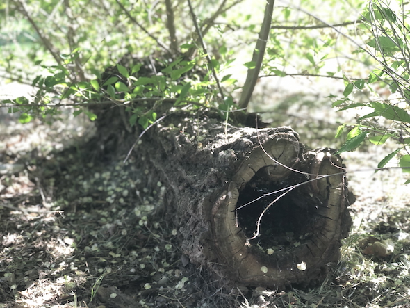 何かが隠れてそうな倒木