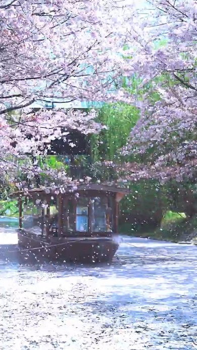 満開の桜の下の舟