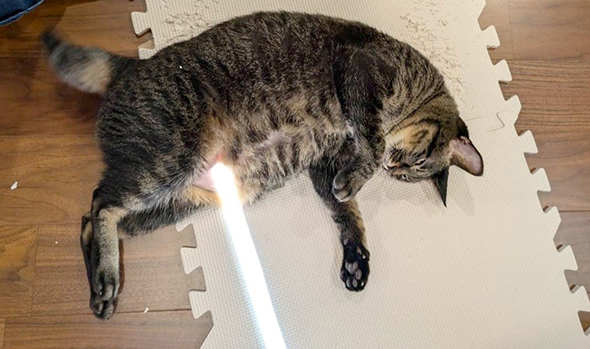 おなかからビームを出す猫ちゃん