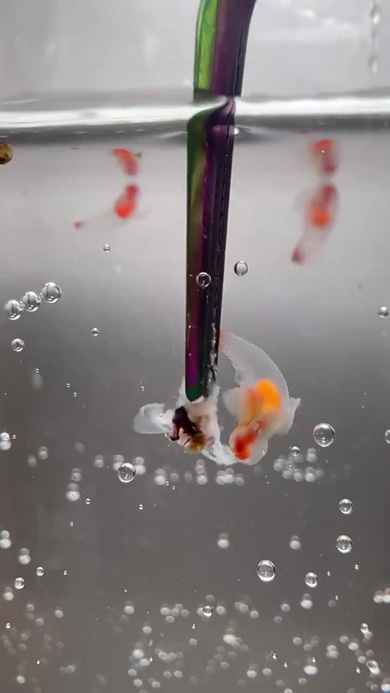 エサを見つけるクリオネ