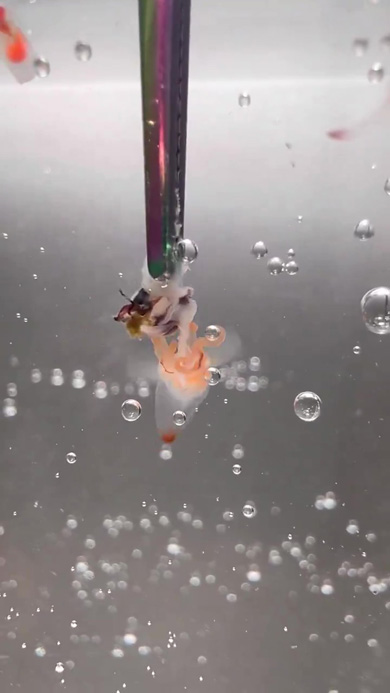 触手を出すクリオネ