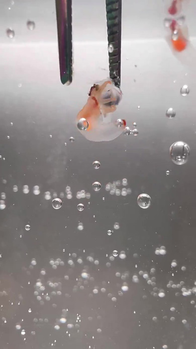 エサをつかまえるクリオネ