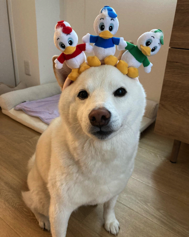 面白いカチューシャも似合っています