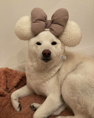 モコモコミニーちゃんの耳もぴったり