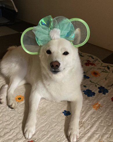 モデルさんのようにカチューシャをつけこなす雪海ちゃん