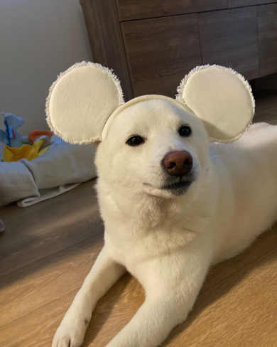 ミッキーの耳がとっても似合う雪海ちゃん