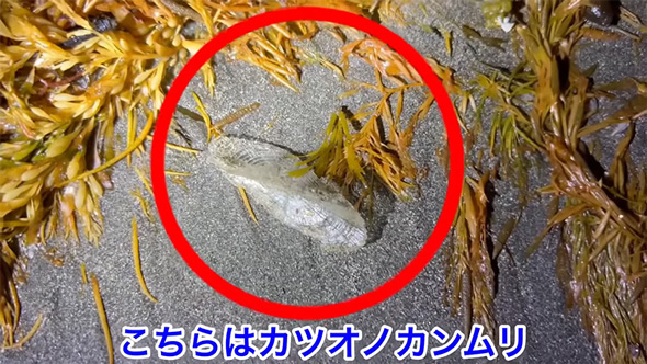 湘南 砂浜 打ち上がった 超危険生物 飼育 アオミノウミウシ