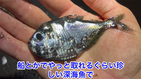 湘南 砂浜 打ち上がった 超危険生物 飼育 アオミノウミウシ