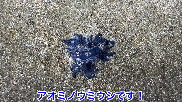 湘南 砂浜 打ち上がった 超危険生物 飼育 アオミノウミウシ