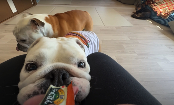 おやつにはぶるまるくんとまるこちゃんだけが反応