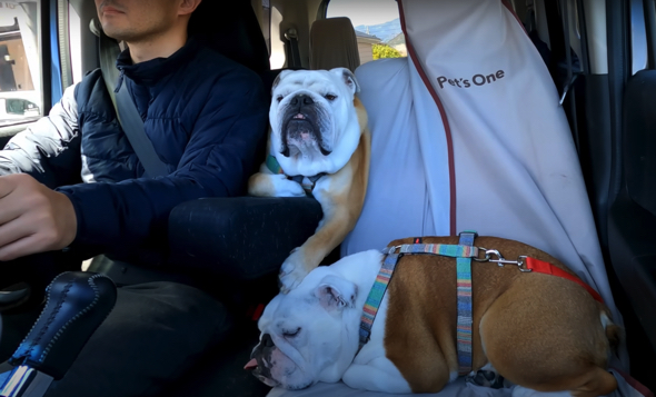 ぶるまるくんとまるこちゃんは、パパさんとドッグランへ