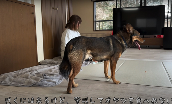 警戒している様子のケンタくん