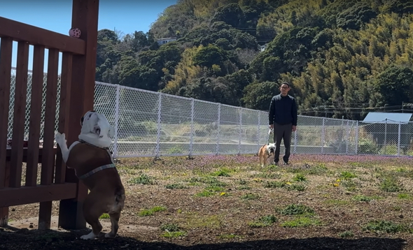 ドッグランを満喫中