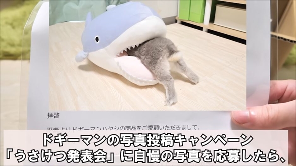 3個並んだ”うさけつボール”→よく見ると……まさかの正体