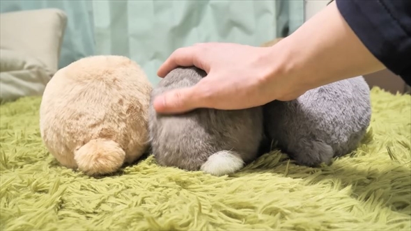 3個並んだ”うさけつボール”→よく見ると……まさかの正体