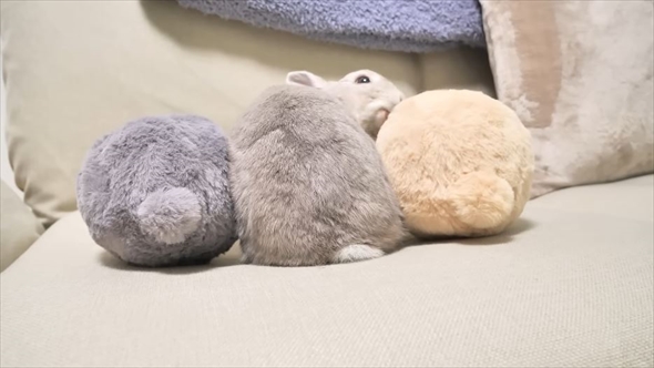 3個並んだ”うさけつボール”→よく見ると……まさかの正体