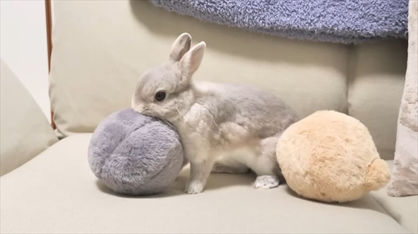 3個並んだ”うさけつボール”→よく見ると……まさかの正体