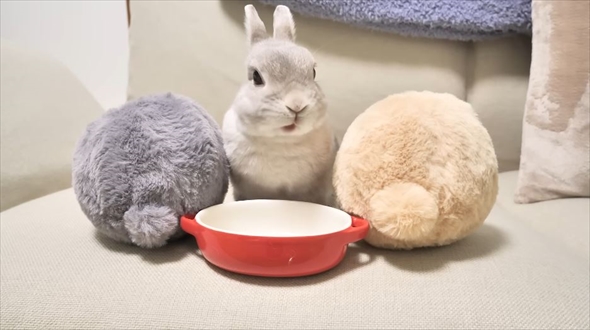 3個並んだ”うさけつボール”→よく見ると……まさかの正体