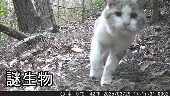 トレイルカメラで撮れた動物まとめ