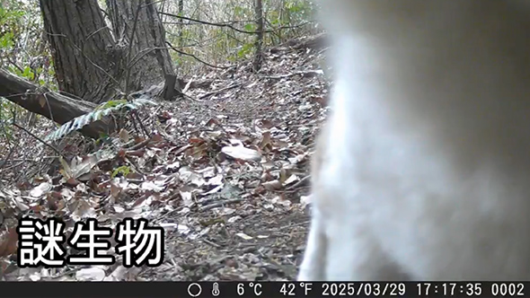 トレイルカメラで撮れた動物まとめ