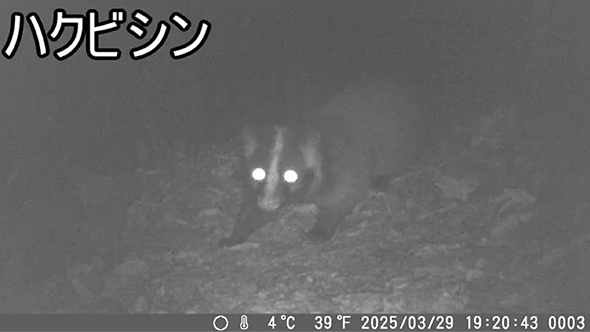 トレイルカメラで撮れた動物まとめ