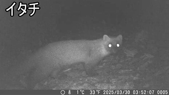 トレイルカメラで撮れた動物まとめ
