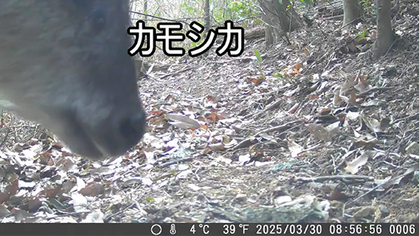 トレイルカメラで撮れた動物まとめ