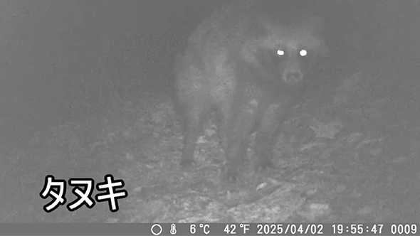 トレイルカメラで撮れた動物まとめ