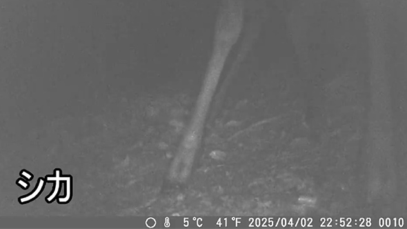 トレイルカメラで撮れた動物まとめ