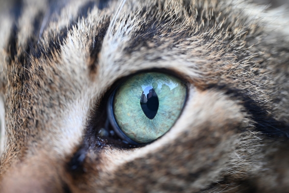 ウッドレジンで作った猫の目