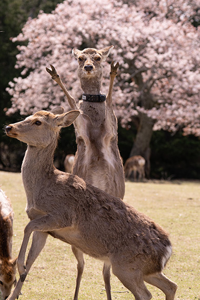 イェイイェイ♪