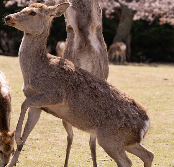 でもホントは一緒に盛り上がりたい