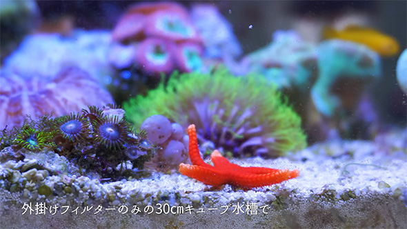 外掛けフィルターのみ