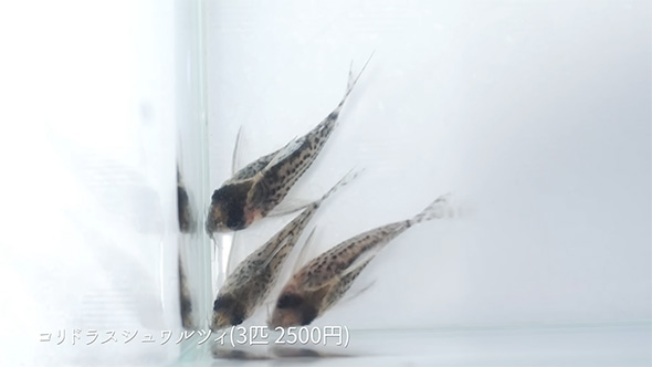 コリドラス・シュワルツィ