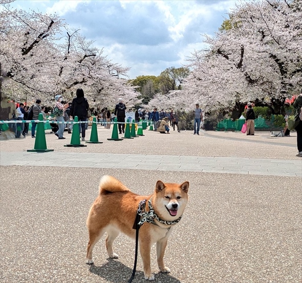いろんな国の人から「Siba！Cute!!」と褒めちぎられご満悦な柴犬