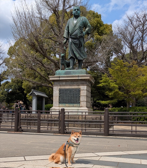 いろんな国の人から「Siba！Cute!!」と褒めちぎられご満悦な柴犬