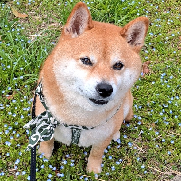 いろんな国の人から「Siba！Cute!!」と褒めちぎられご満悦な柴犬