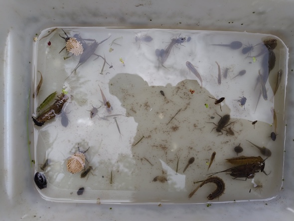 ビオトープに来たまさかの生き物